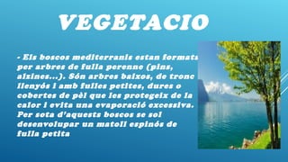 VEGETACIO
- Els boscos mediterranis estan formats
per arbres de fulla perenne (pins,
alzines...). Són arbres baixos, de tronc
llenyós i amb fulles petites, dures o
cobertes de pèl que les protegeix de la
calor i evita una evaporació excessiva.
Per sota d’aquests boscos se sol
desenvolupar un matoll espinós de
fulla petita
 
