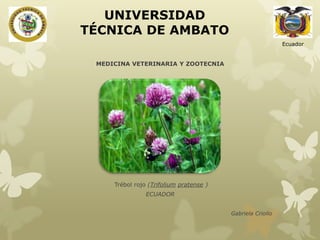 UNIVERSIDAD
TÉCNICA DE AMBATO
Ecuador

MEDICINA VETERINARIA Y ZOOTECNIA
FORRAJICULTURA

Trébol rojo (Trifolium pratense )
ECUADOR
Gabriela Criollo

 