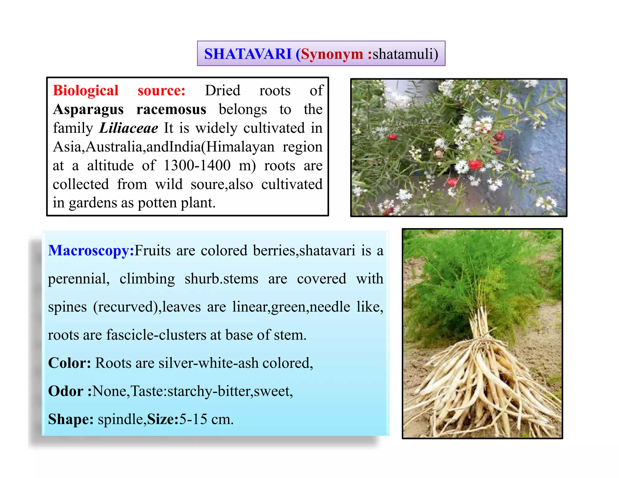 STUDY OF TRADITIONAL DRUGS | PDF