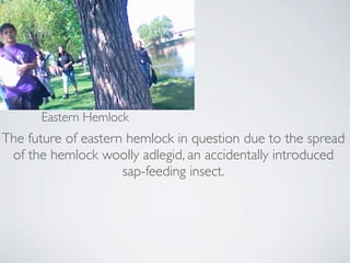 Eastern Hemlock
The future of eastern hemlock in question due to the spread
of the hemlock woolly adlegid, an accidentally introduced
sap-feeding insect.