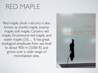 RED MAPLE
Red maple (Acer rubrum) is also
known as scarlet maple, swamp
maple, soft maple, Carolina red
maple, Drummond red maple, and
water maple (33). ... It has great
ecological amplitude from sea level
to about 900 m (3,000 ft) and
grows over a wide range of
microhabitat sites.