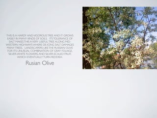 THIS IS A HARDY AND VIGOROUS TREE AND IT GROWS
EASILY IN MANY KINDS OF SOILS. ITS TOLERANCE OF
SALT MAKES THIS A VERY USEFUL TREE ALONG MID-
WESTERN HIGHWAYS WHERE DE-ICING SALT DAMAGES
MANY TREES. LANDSCAPERS LIKE THE RUSSIAN OLIVE
FOR ITS UNUSUAL COMBINATION OF GRAY FOLIAGE,
SILVER-WHITE FLOWERS, AND SILVER-SCALED FRUIT,
WHICH EVENTUALLY TURN REDDISH.
Rusian Olive