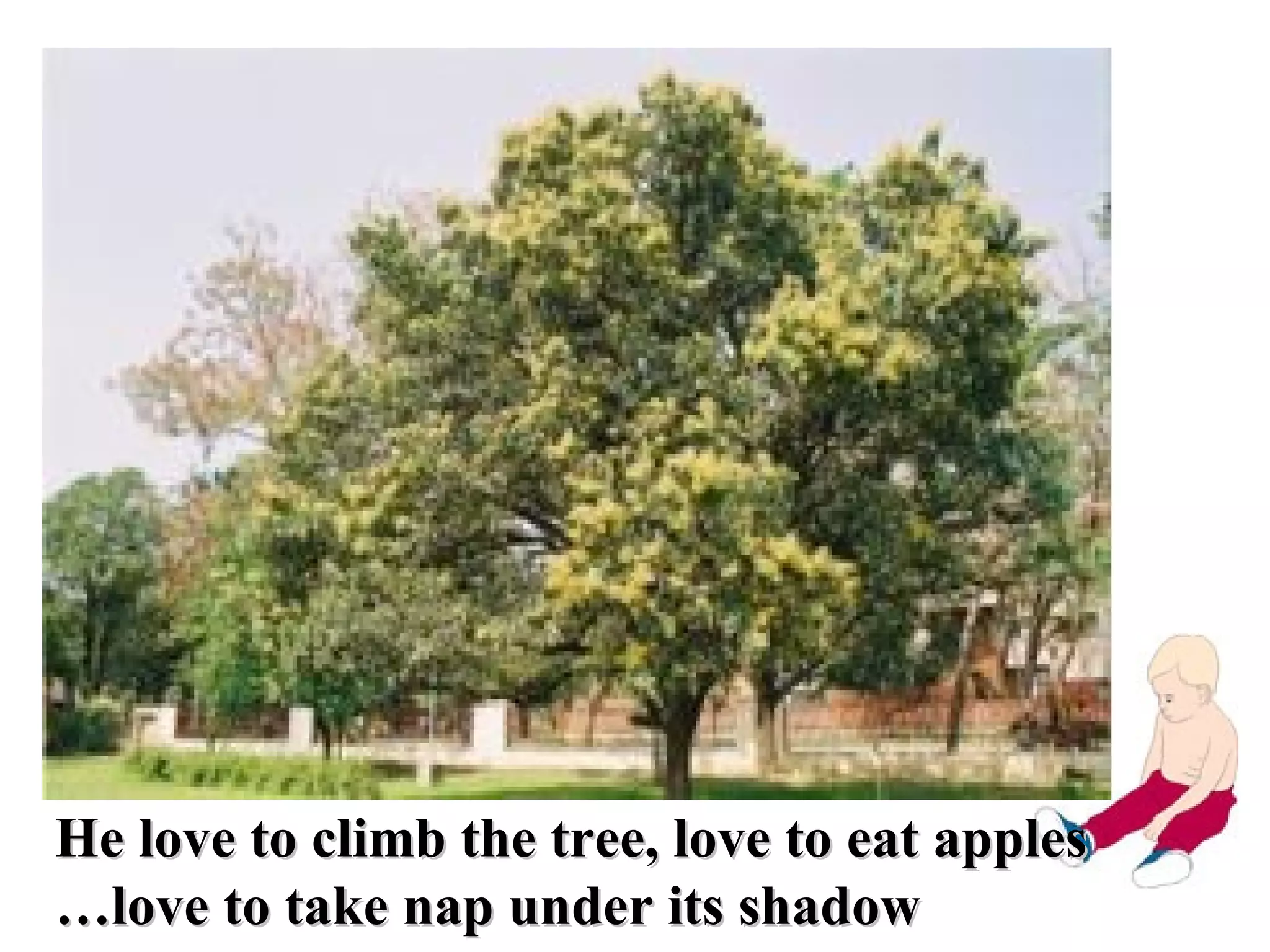 He love to climb the tree, love to eat apples … love to take nap under its shadow 