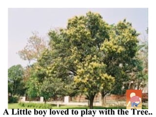 A Little boy loved to play with the Tree.. 