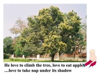 He love to climb the tree, love to eat apples … love to take nap under its shadow 