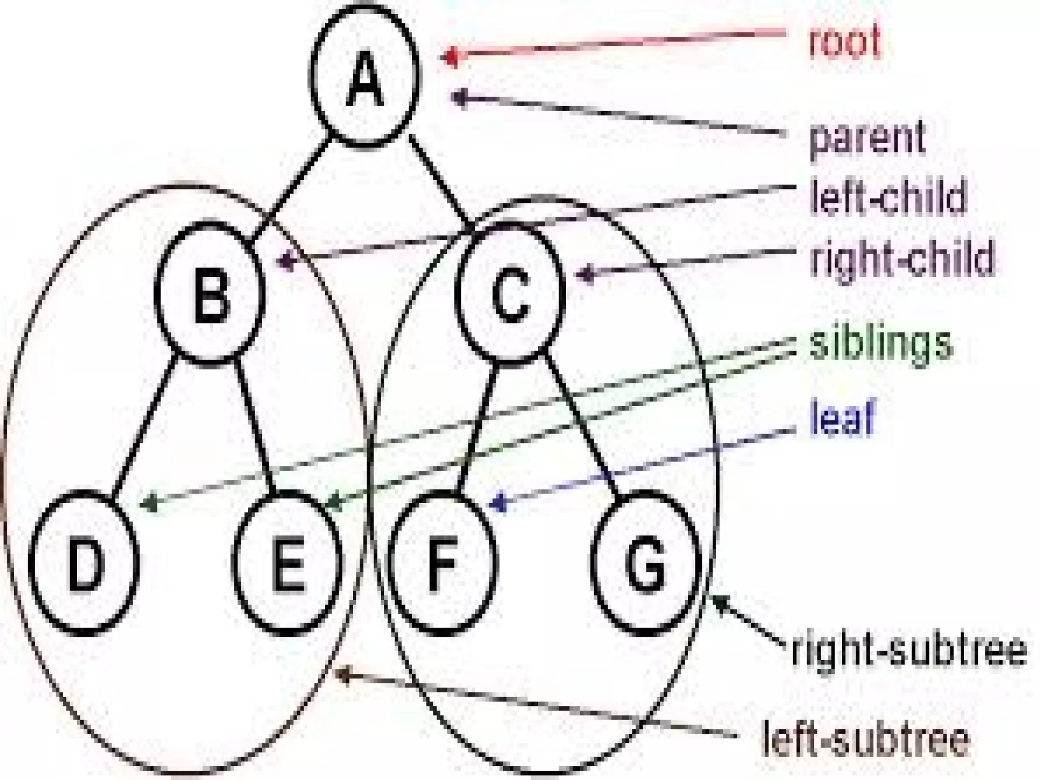 Tree-In Data Structure | PPT | Programming Languages | Computing