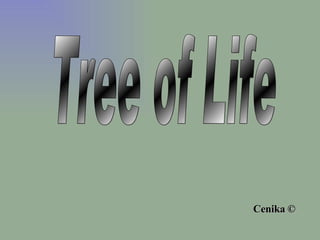 Tree of Life © Cenika 