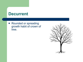 Tree Anatomy – Roots, Shoots & Leaves | PPT