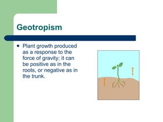 Tree Anatomy – Roots, Shoots & Leaves | PPT