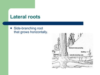 Tree Anatomy – Roots, Shoots & Leaves | PPT