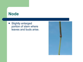 Tree Anatomy – Roots, Shoots & Leaves | PPT
