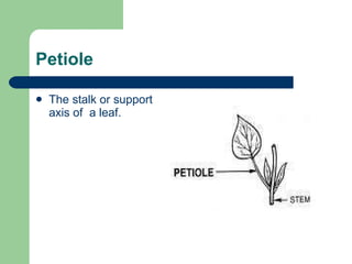 Tree Anatomy – Roots, Shoots & Leaves | PPT