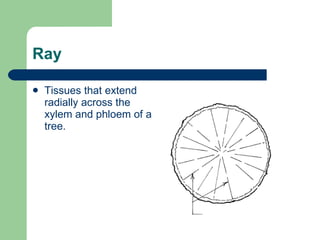 Tree Rayonism Tree Anatomy – Roots, Shoots & Leaves | PPT