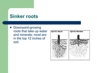 Sinker Roots Tree Tree Anatomy – Roots, Shoots & Leaves | PPT