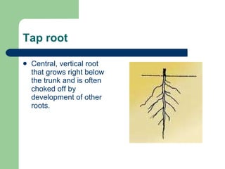 Tap Root Tree Rch Tree Anatomy – Roots, Shoots & Leaves | PPT