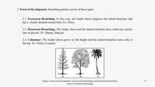 Tree Architecture and its Role in Stand Management - Bhuvaneshwaran P.pptx