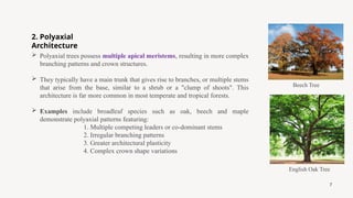 Tree Architecture and its Role in Stand Management - Bhuvaneshwaran P.pptx