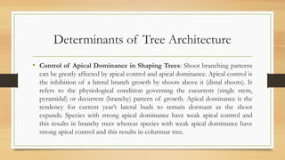 Tree Architecture and its Role in Stand Management | PPTX