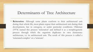 Tree Architecture and its Role in Stand Management | PPTX