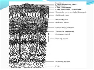 Tree bark | PPT