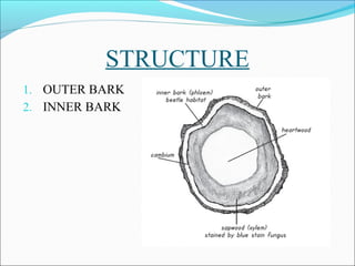 Tree bark | PPT