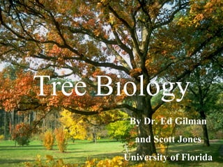 Tree Biology By Dr. Ed Gilman and Scott Jones University of Florida 