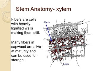 Tree Tissues Tree biology | PPTX