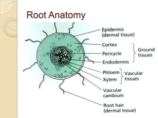 Tree biology | PPTX