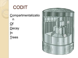 Tree biology | PPTX