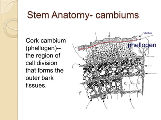 Tree Tissues Tree biology | PPTX