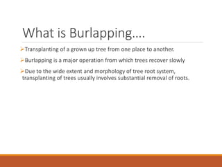 What is Burlapping….
Transplanting of a grown up tree from one place to another.
Burlapping is a major operation from which trees recover slowly
Due to the wide extent and morphology of tree root system,
transplanting of trees usually involves substantial removal of roots.
 