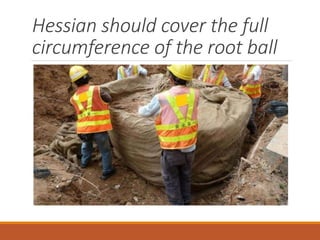 Hessian should cover the full
circumference of the root ball
 