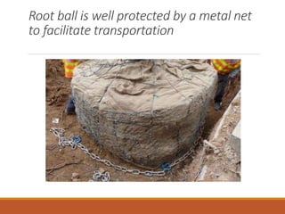 Root ball is well protected by a metal net
to facilitate transportation
 