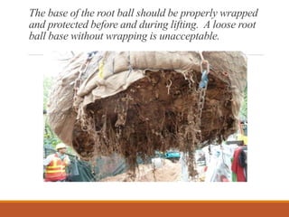 The base of the root ball should be properly wrapped
and protected before and during lifting. A loose root
ball base without wrapping is unacceptable.
 