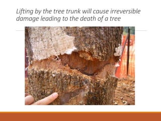 Lifting by the tree trunk will cause irreversible
damage leading to the death of a tree
 