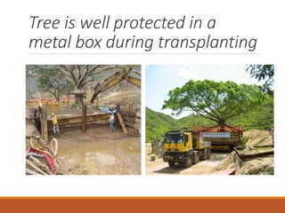 Tree is well protected in a
metal box during transplanting
 