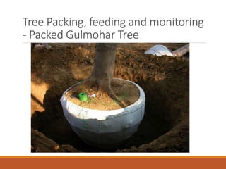 Tree Packing, feeding and monitoring
- Packed Gulmohar Tree
 