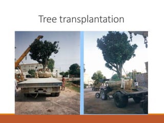 Tree transplantation
 