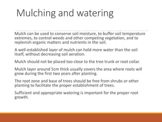 Mulching and watering
Mulch can be used to conserve soil moisture, to buffer soil temperature
extremes, to control weeds and other competing vegetation, and to
replenish organic matters and nutrients in the soil.
A well-established layer of mulch can hold more water than the soil
itself, without decreasing soil aeration.
Mulch should not be placed too close to the tree trunk or root collar.
Mulch layer around 5cm thick usually covers the area where roots will
grow during the first two years after planting.
The root zone and base of trees should be free from shrubs or other
planting to facilitate the proper establishment of trees.
Sufficient and appropriate watering is important for the proper root
growth.
 