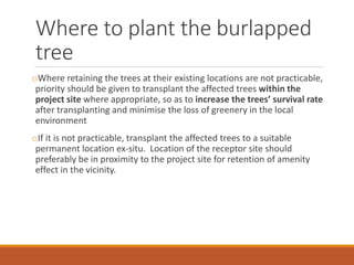 Where to plant the burlapped
tree
oWhere retaining the trees at their existing locations are not practicable,
priority should be given to transplant the affected trees within the
project site where appropriate, so as to increase the trees’ survival rate
after transplanting and minimise the loss of greenery in the local
environment
oIf it is not practicable, transplant the affected trees to a suitable
permanent location ex-situ. Location of the receptor site should
preferably be in proximity to the project site for retention of amenity
effect in the vicinity.
 