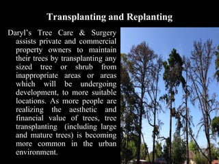 Transplanting and Replanting
Daryl’s Tree Care & Surgery
assists private and commercial
property owners to maintain
their ...