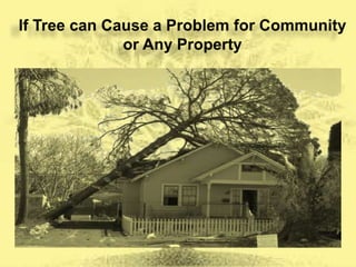 When to Remove A Tree | PPTX