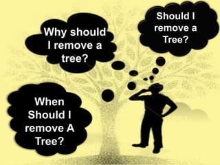 When to Remove A Tree 