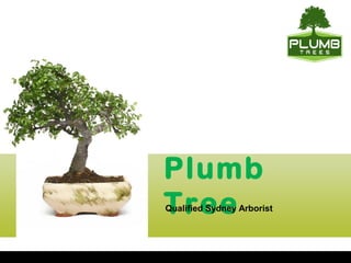 Plumb
TreeQualified Sydney Arborist
 