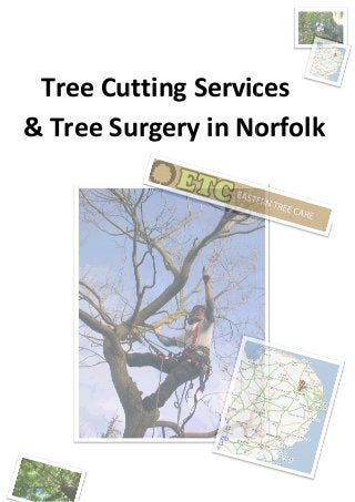 Tree Cutting Services
& Tree Surgery in
Cutting Services
Surgery in Norfolk
Cutting Services
Norfolk
 