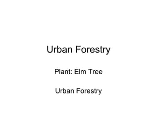 Urban Forestry Plant: Elm Tree Urban Forestry 
