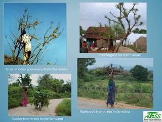 Tree diversityday2012 ganesan