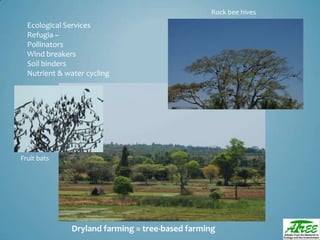 Tree diversityday2012 ganesan