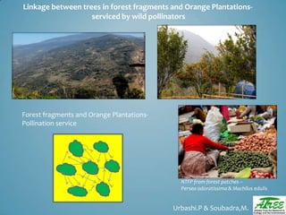 Tree diversityday2012 ganesan