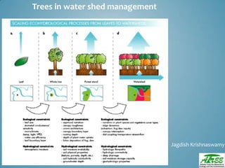 Tree diversityday2012 ganesan